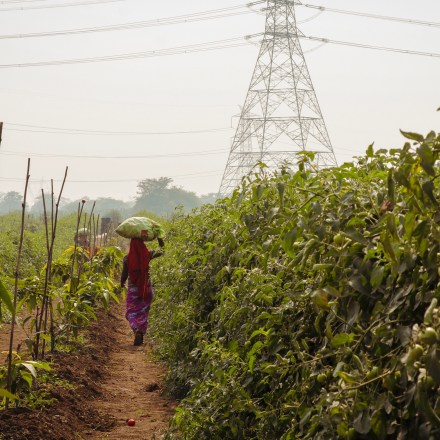  Absolute: Sowing the Seeds of Sustainable, Scalable Agriculture